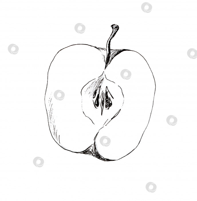 Скачать Графический рисунок яблока фотосток Ozero