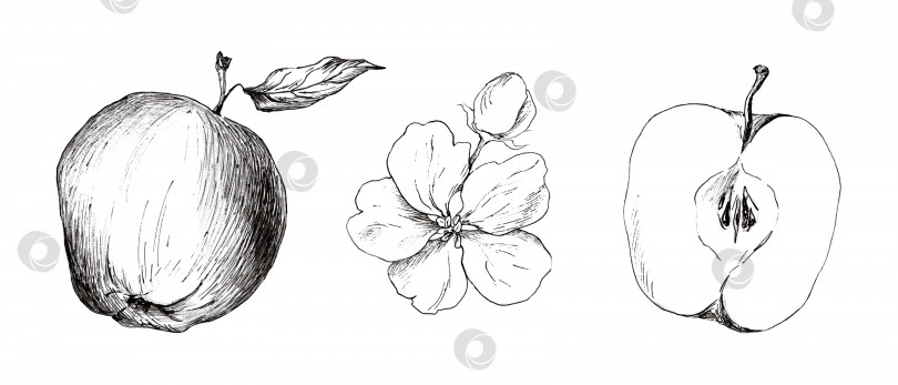 Скачать Графический рисунок яблока на белом фоне фотосток Ozero