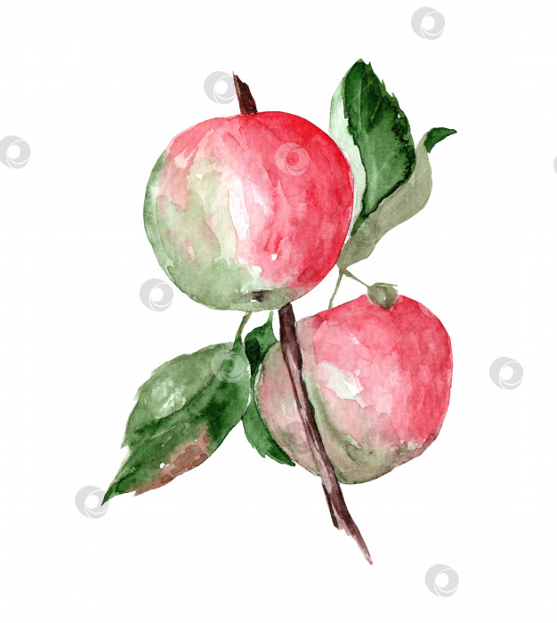 Скачать Реалистичная ботаническая акварельная иллюстрация плодов красного яблока фотосток Ozero