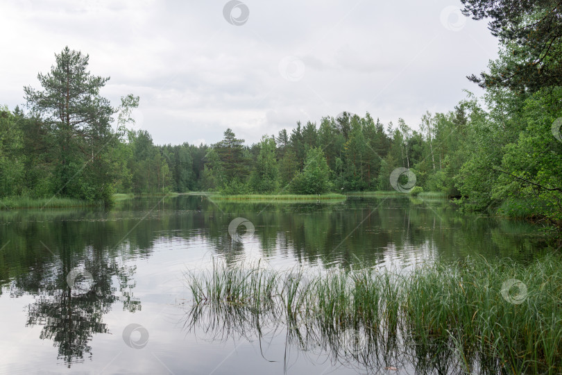 Скачать дикий лес, болотистое озеро летом фотосток Ozero