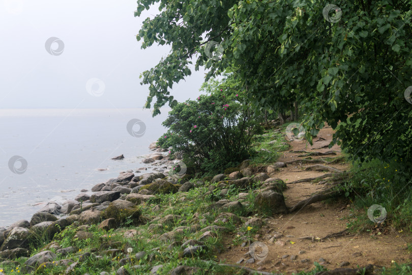 Скачать тропинка по лесистому морскому побережью в пасмурную погоду фотосток Ozero