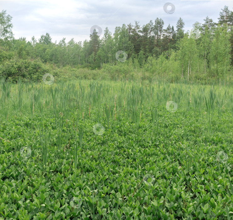 Скачать Зеленая топь с осокой и болотными бобами среди леса фотосток Ozero