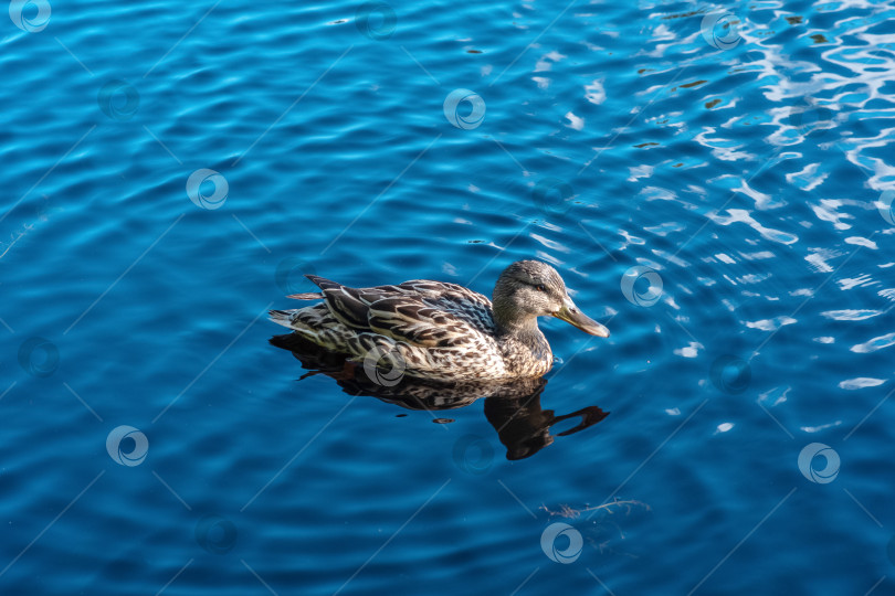 Скачать Утка-кряква плавает в озере на фоне голубой воды. фотосток Ozero