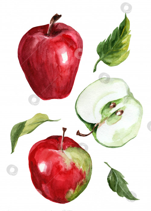 Скачать акварельный рисунок красных и зеленых яблок фотосток Ozero