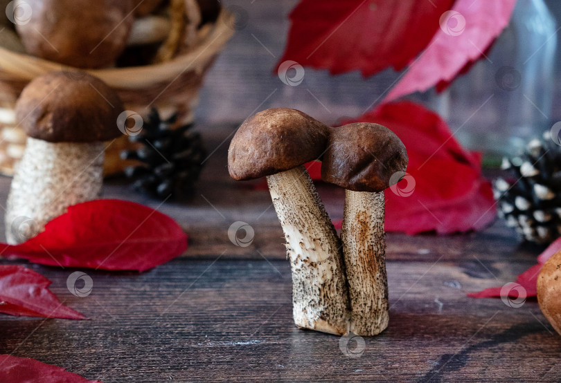 Скачать Корзинка со съедобными белыми грибами. Boletus edulis. Собираем белые грибы в лесу фотосток Ozero