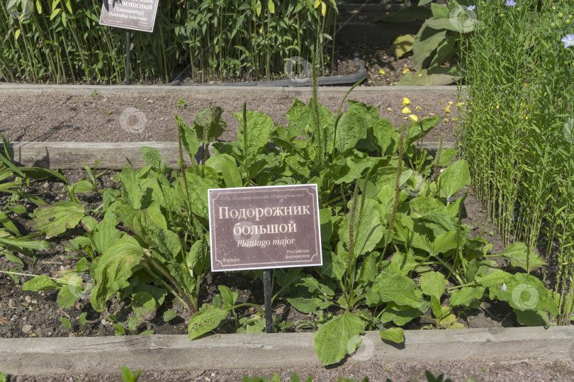 Скачать Широколистный подорожник на грядке с лекарственными растениями фотосток Ozero