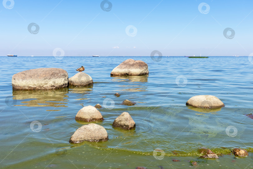 Скачать Дрейк греется на морских скалах солнечным днем фотосток Ozero