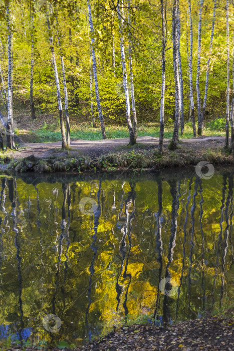 Скачать Отражение прибрежных деревьев в водной глади. фотосток Ozero