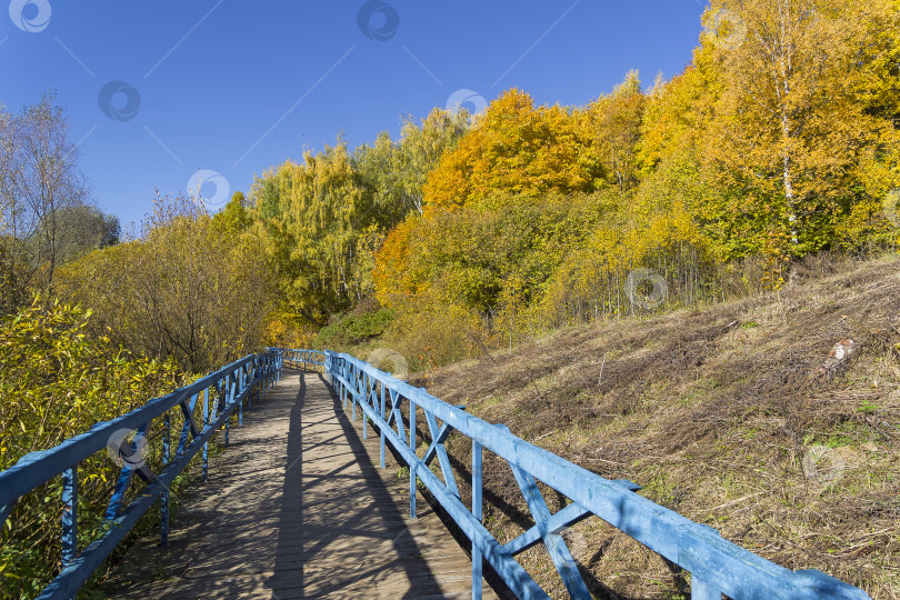 Скачать Деревья с пожелтевшей листвой на склоне оврага. фотосток Ozero