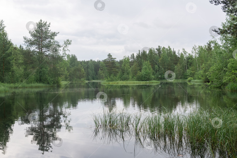 Скачать спокойное лесное болотистое озеро в пасмурную погоду фотосток Ozero