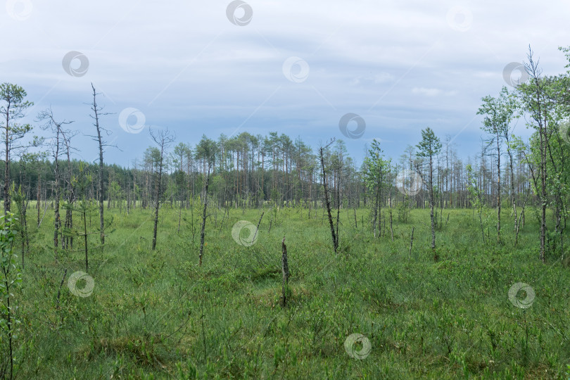 Скачать травянистый болотистый пейзаж с сосновым лесом вдалеке фотосток Ozero