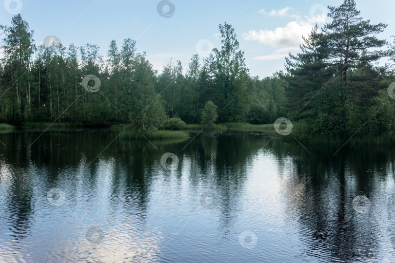 Скачать красивое летнее спокойное озеро с птицами в зеленом лесу фотосток Ozero