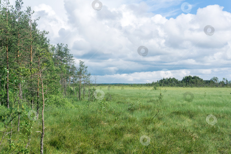 Скачать травянистый болотистый пейзаж, вид с опушки соснового леса фотосток Ozero