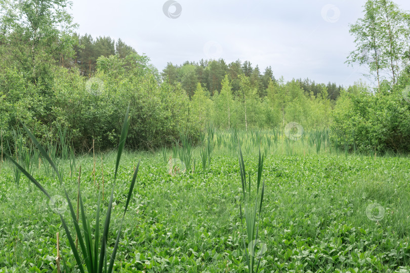 Скачать Зеленая топь с осокой и болотными бобами в лесу фотосток Ozero