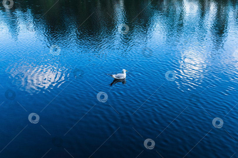 Скачать Чайка на поверхности воды фотосток Ozero