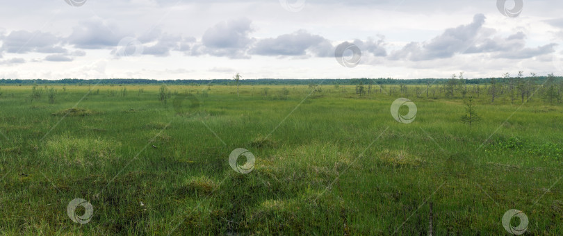 Скачать панорамный вид на обширный травянистый болотистый ландшафт с сосновым лесом вдалеке фотосток Ozero