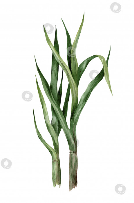 Скачать Сахарный тростник с листьями. Акварельная иллюстрация, нарисованная от руки фотосток Ozero