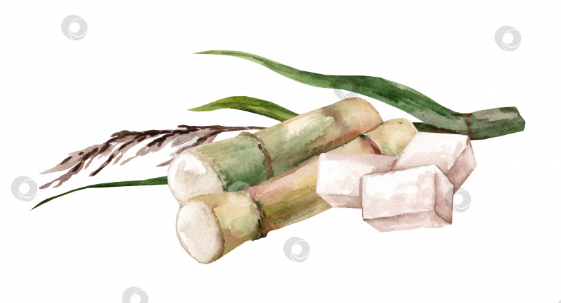Скачать Сахарный тростник и кубики сахара. Акварельная иллюстрация, нарисованная от руки фотосток Ozero