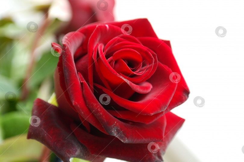 Скачать Красная роза на размытом фоне, весенне-летний сезон фотосток Ozero