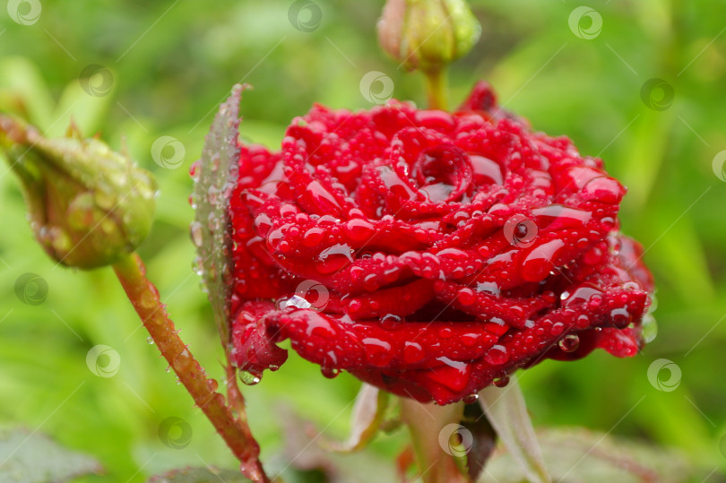 Скачать Красивая красная роза с каплями воды. Избирательный фокус фотосток Ozero