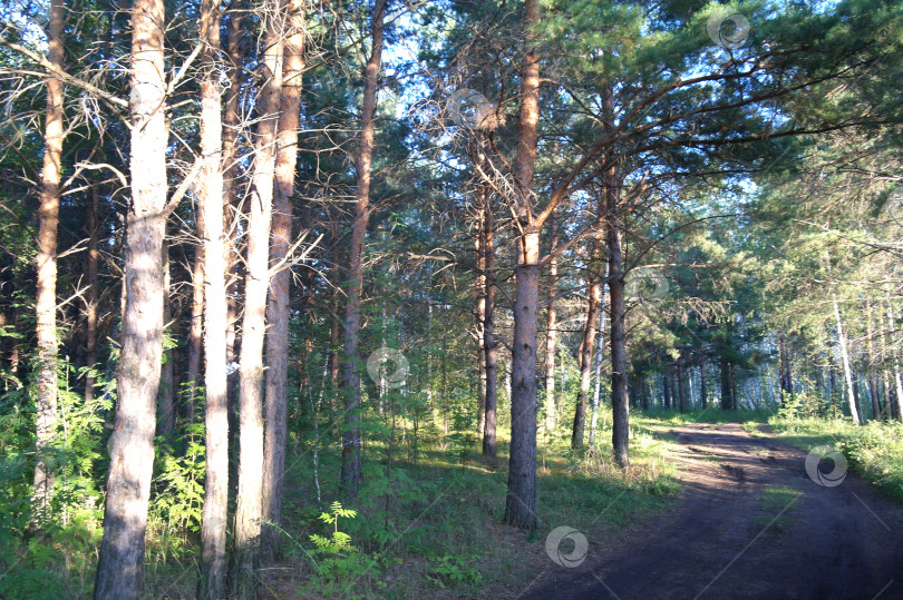 Скачать Вечернее солнце в сосновом лесу, красивый пейзаж фотосток Ozero