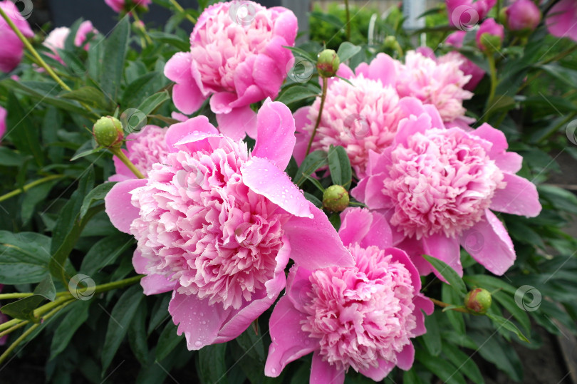 Скачать Красивые розовые пионы цветут в саду. фотосток Ozero