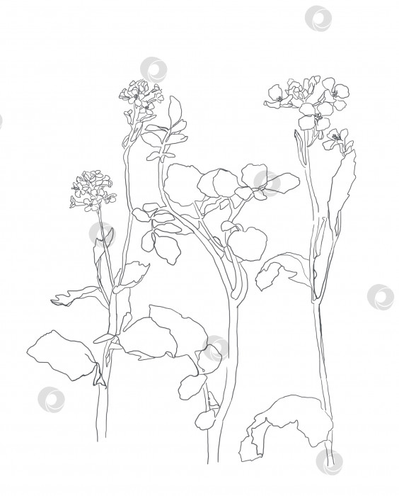 Скачать Ботаническое искусство. Нарисованный от руки сплошной линией абстрактный цветок на белом фоне с текстом на заднем плане фотосток Ozero