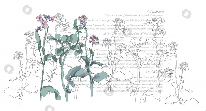 Скачать Ботаническое искусство. Нарисованный от руки сплошной линией абстрактный цветок на белом фоне с текстом на заднем плане фотосток Ozero