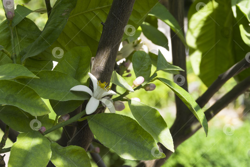 Скачать Цветущий лимон (лат. Citrus limon). фотосток Ozero