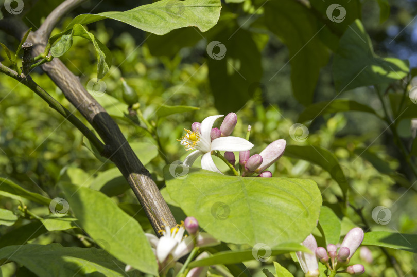 Скачать Цветущий лимон (лат. Citrus limon). фотосток Ozero