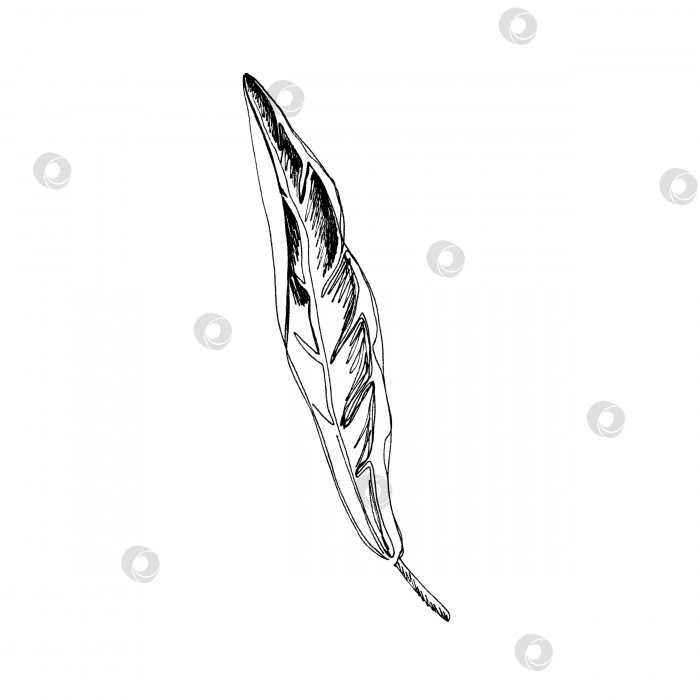 Скачать Нарисованный от руки листик цветка стрелизии, выделенный на белом фоне фотосток Ozero