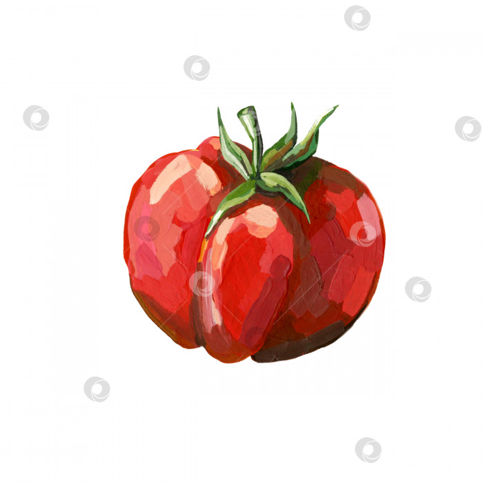 Скачать Одиночная иллюстрация помидора, нарисованная от руки, выделенная на белом фоне фотосток Ozero