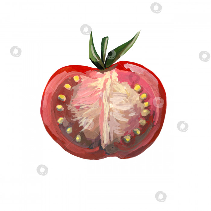Скачать Нарезанный помидор, нарисованная от руки иллюстрация, выделенная на белом фоне фотосток Ozero