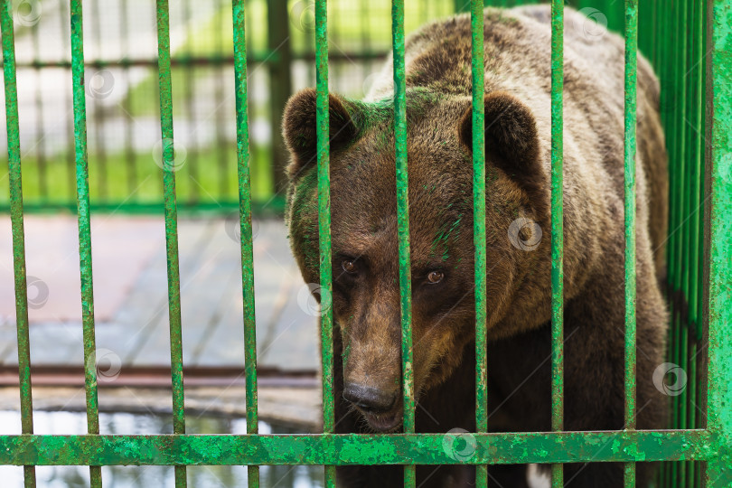 Скачать Медведь в клетке с раскрашенной мордой. Концепция на тему жестокого обращения с животными фотосток Ozero
