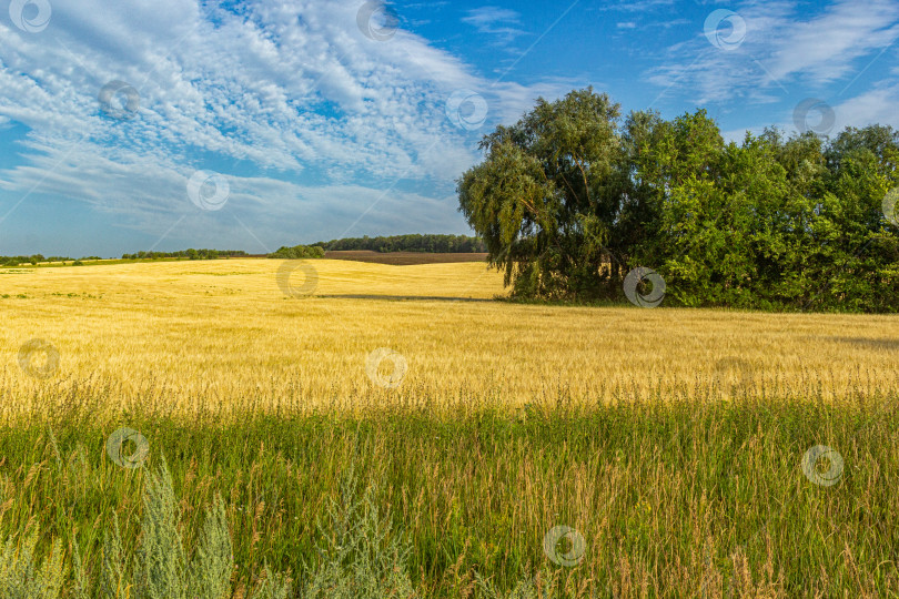 Скачать Поля Чубовки фотосток Ozero