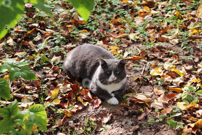 Скачать кошка лежит в опавших осенних листьях фотосток Ozero