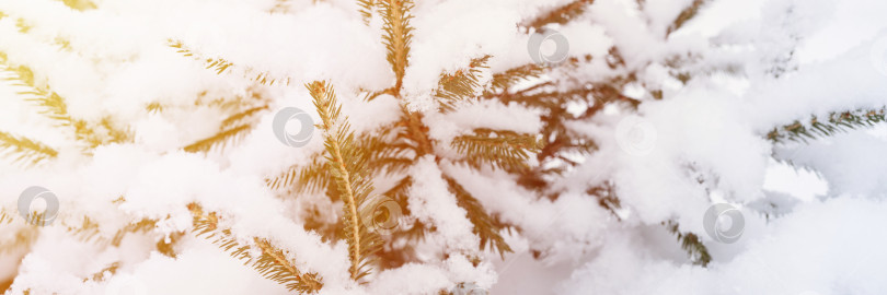 Скачать снежный зимний сезон на природе. свежий ледяной замерзший снег и снежинки покрывали ветви ели, пихты или сосны в морозный зимний день в лесу или саду. холодная погода. рождественское время фотосток Ozero
