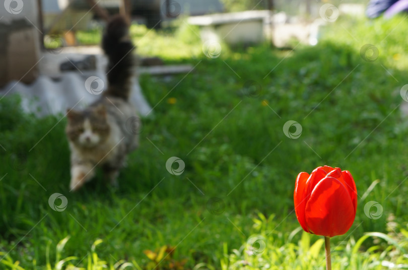 Скачать Кот и тюльпан фотосток Ozero