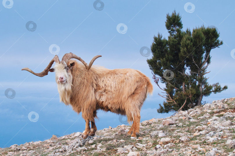 Скачать Портрет милой дикой козы в горах. фотосток Ozero