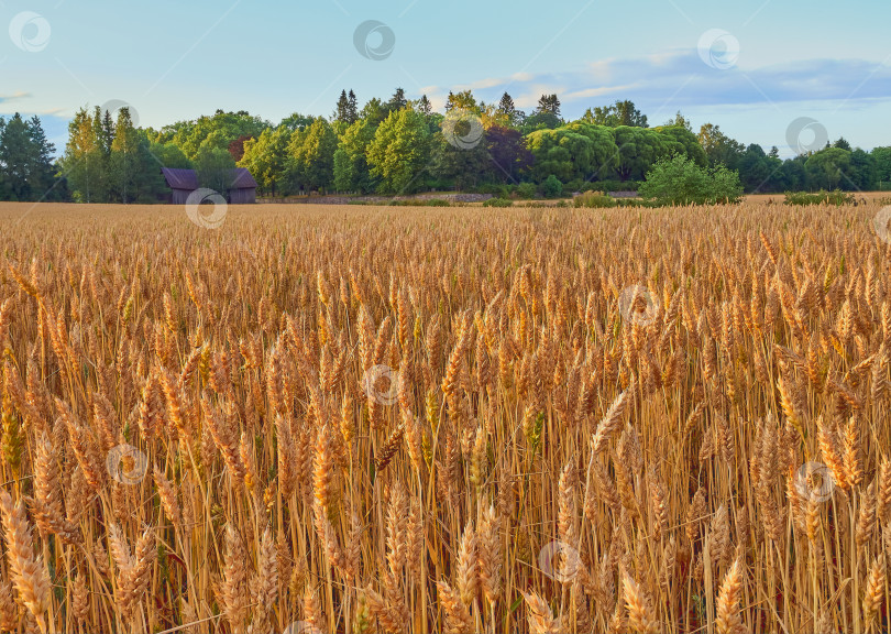 Скачать Пшеничное поле в августе, освещенное солнцем на закате. фотосток Ozero