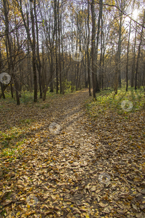 Скачать Пешеходная дорожка в лесопарке. фотосток Ozero