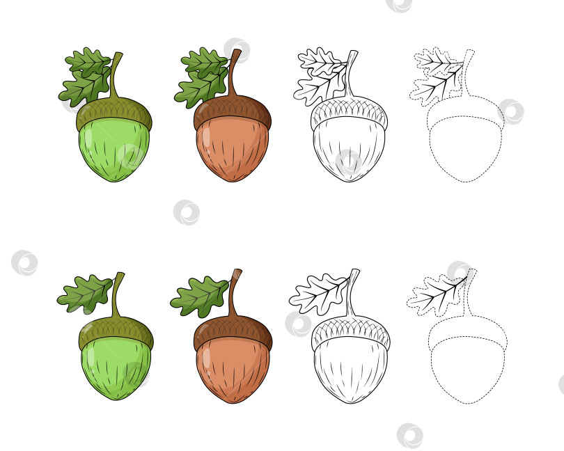 Скачать Набор желудей с листьями. Коричневые и зеленые желуди. Контурный рисунок фотосток Ozero