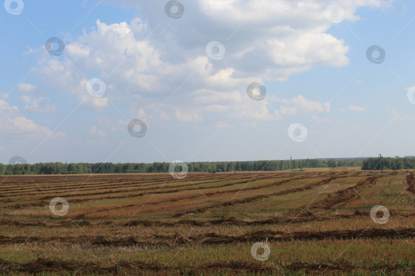 Скачать Поле с валками сена, уложено рядами и уходит в даль. фотосток Ozero