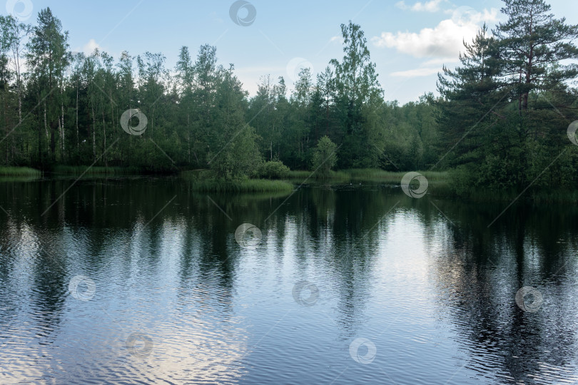 Скачать красивое летнее спокойное озеро в лесу фотосток Ozero