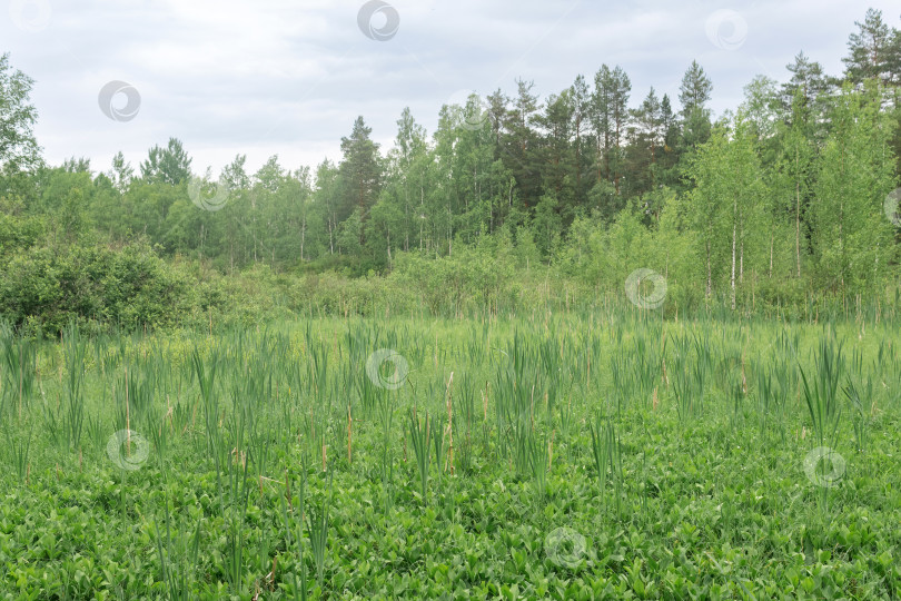 Скачать Зеленая топь с осокой и болотными бобами в лесу фотосток Ozero