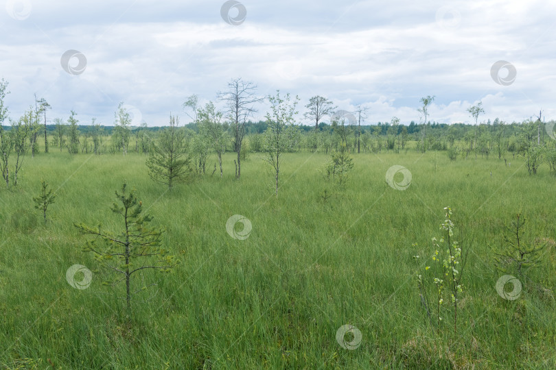 Скачать травянистый болотистый пейзаж с кривыми деревьями фотосток Ozero