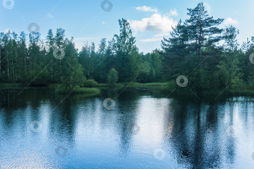 Скачать красивое летнее спокойное озеро в зеленом лесу фотосток Ozero