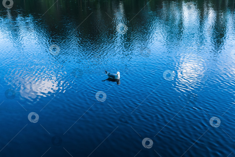 Скачать Чайка на поверхности воды фотосток Ozero