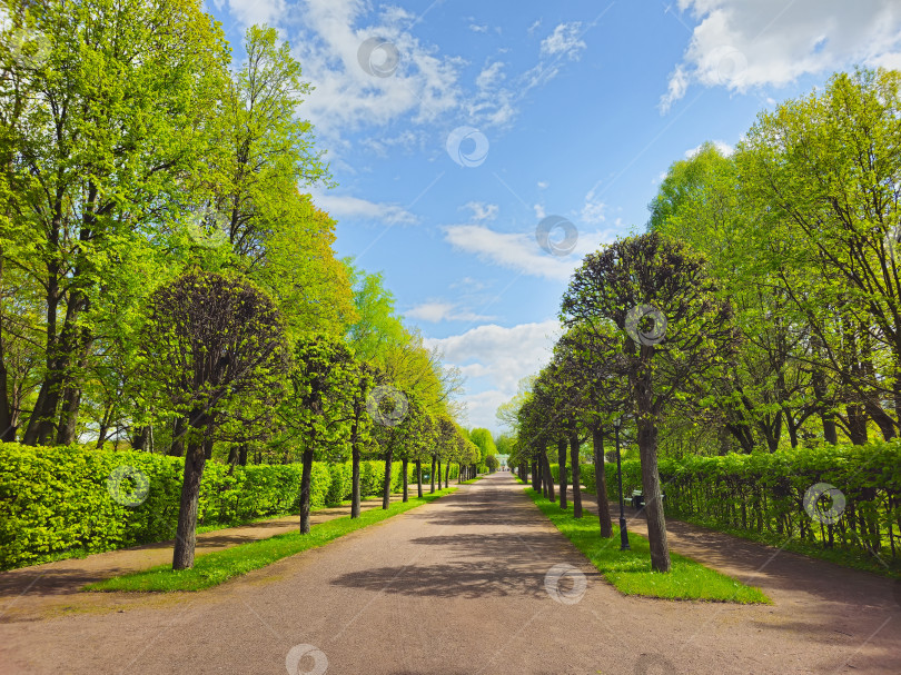 Скачать Дорожка в весеннем парке, голубое небо. фотосток Ozero