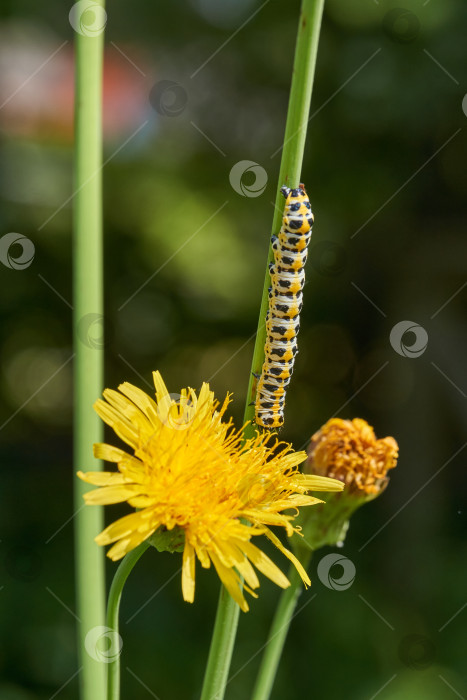 Скачать Гусеница (лат. Cucullia lactucae). фотосток Ozero